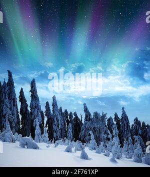 Verschneite Winterlandschaft in der Nacht. Nordlichter über dem Wald. Stockfoto