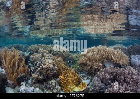Gesunde Korallen gedeihen im Flachwasser von Raja Ampat, Indonesien. Diese abgelegene, vielfältige tropische Region ist als das Herz des Korallendreiecks bekannt. Stockfoto