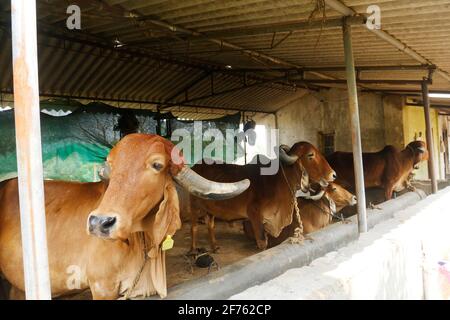 EIN SCHUPPEN MIT GIR-KÜHEN AUF EINEM LANDWIRTSCHAFTLICHEN GRUNDSTÜCK IN KARJAT, MAHARASHTRA, INDIEN Stockfoto