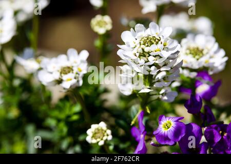 Iberis sempervirens 'Appen-Etz' Candytuft und Campanula im Uhrzeigersinn Deep Blue Stockfoto