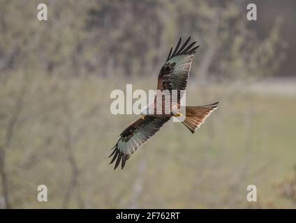 Nahaufnahme eines Rotkitters (Milvus milvus), der über Ackerland und Wald fliegt. Rote Drachen werden jetzt leichter in Suffolk, Großbritannien, gesehen Stockfoto