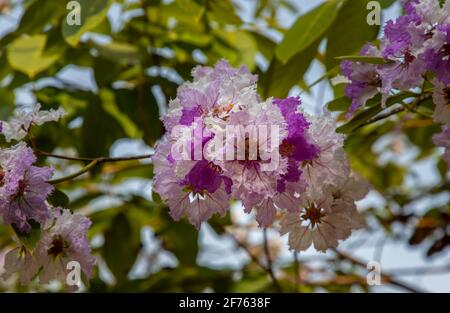 Schöne rosa-violett-weiße Blume von Lagerstroemia speciosa oder Lagerstroemia floribunda Blüht im Tropengarten auf dem Gegen den Hellen Stockfoto