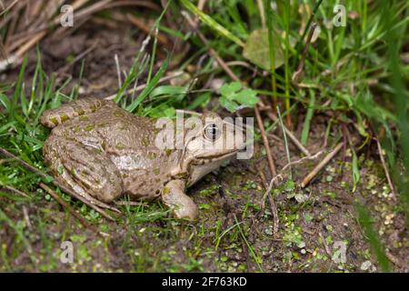 Marschfrosch (Pelophylax ridibundus), Captive, Großbritannien Stockfoto