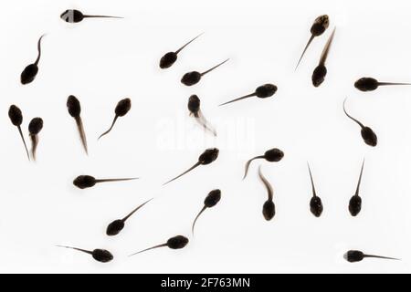 Kaulquappen des Frosches (Rana temporaria), Großbritannien Stockfoto