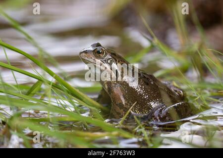 Grasfrosch (Rana Temporaria), Northumberland, UK Stockfoto