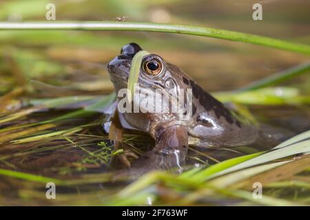 Grasfrosch (Rana Temporaria), Northumberland, UK Stockfoto