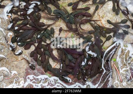 Kaulquappen des Frosches (Rana temporaria), Großbritannien Stockfoto