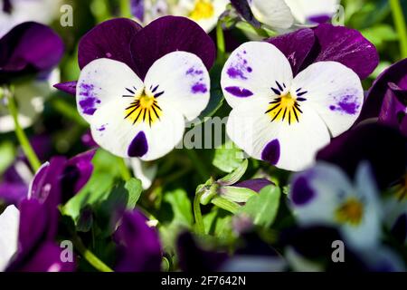Nahaufnahme einiger wunderschöner violetter Violas Stockfoto