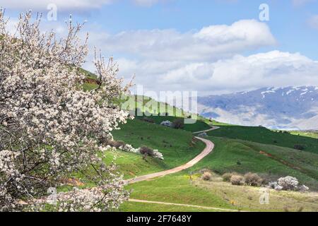 Blick auf den Mount Hermon mit einem schneebedeckten Gipfel in der Wolken mit einem blühenden syrischen Birnenbaum Stockfoto