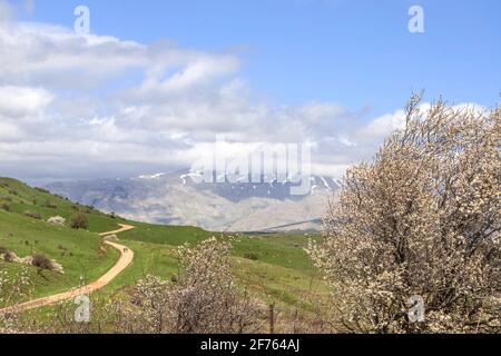 Blick auf den Mount Hermon mit einem schneebedeckten Gipfel in der Wolken mit einem blühenden syrischen Birnenbaum Stockfoto