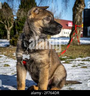 Ein Profilbild eines elf Wochen alten Schäferhundes in einem schneebedeckten Garten. Bild aus dem Landkreis Scania, Schweden Stockfoto