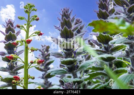Blühende ajuga pyramidalis schließen sich dem blauen Himmel an Stockfoto