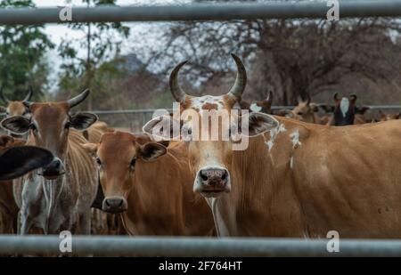 Braune gehörnte Kühe einheimischer Arten in den Viehzüchten auf dem Bauernhof. Kühe Bauernhof für Lebensmittel Native Rinderfarmen von ländlichen Thai Menschen. Selektiver Fokus. Stockfoto