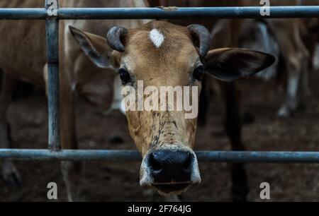 Nahaufnahme der braunen gehörnten Kuh einheimischer Arten in den Cattlepen auf dem Bauernhof. Kuhfarm für Lebensmittel Native Rinderfarmen von ländlichen Thailändern. Kein Fokus, spezifisch Stockfoto