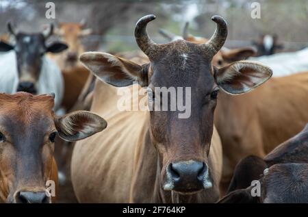 Braune gehörnte Kühe einheimischer Arten in den Viehzüchten auf dem Bauernhof. Kühe Bauernhof für Lebensmittel Native Rinderfarmen von ländlichen Thai Menschen. Selektiver Fokus. Stockfoto