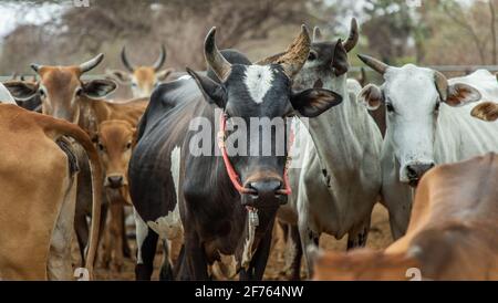 Schwarze gehörnte Kuh einheimischer Arten mit anderen Rindern im Hintergrund in den Viehzüchten auf dem Bauernhof. Kühe Bauernhof für Lebensmittel Native Rinderfarmen von ländlichen Thai Stockfoto