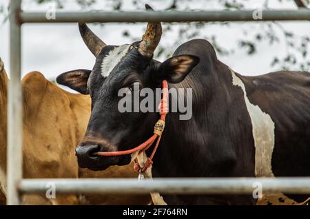 Schwarze gehörnte Kuh einheimischer Arten mit anderen Rindern im Hintergrund in den Viehzüchten auf dem Bauernhof. Kühe Bauernhof für Lebensmittel Native Rinderfarmen von ländlichen Thai Stockfoto