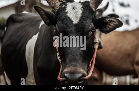 Nahaufnahme der schwarzhörnigen Kuh einheimischer Arten mit anderen Rindern im Hintergrund in den Viehzüchten auf dem Bauernhof. Kühe Bauernhof für Lebensmittel Native Rinderfarmen von Stockfoto