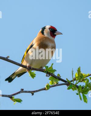 Goldfinch (Carduelis carduelis) auf dem Hawthorn-Zweig in Warwickshire Stockfoto