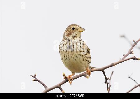 Corn Bunting (Emberiza calandra) auf Salisbury Plain Wiltshire, Großbritannien Stockfoto