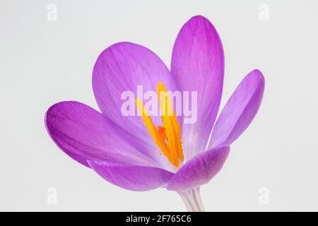 Nahaufnahme eines Crocus tommasinianus vor weißem Hintergrund Stockfoto