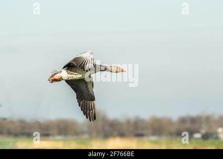 Nahaufnahme der fliegenden Greylag Goose, Anser anser, in der Dämmerung des späten Sonnenuntergangs vor verschwommenem Hintergrund Stockfoto