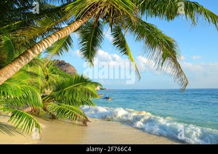 Schöner Strand Anse Source d'Argent mit Palmen an sonnigen Tagen. La Digue Island, Seychellen. Stockfoto