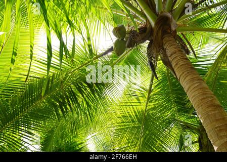 Kokosnusspalme mit frischen grünen Blättern aus nächster Nähe. Natur Hintergrund. Stockfoto