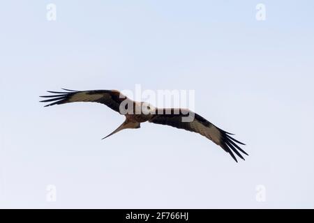 Erwachsener Roter Drachen (Milvus milvus) im Flug auf der Suche nach Aas über der Salisbury Plain, Wiltshire England, Großbritannien Stockfoto