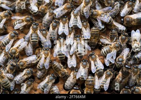 Honigbienen (APIs mellifera) Arbeiter auf Honigwaben, Großbritannien Stockfoto