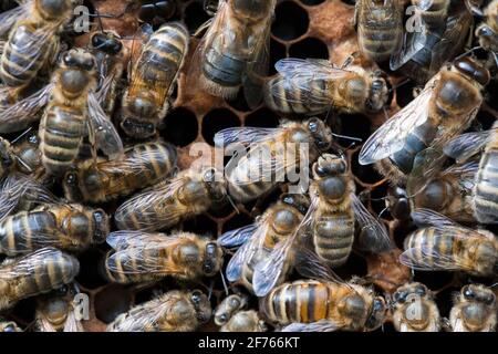 Honigbienen (APIs mellifera) Arbeiter auf Honigwaben, Großbritannien Stockfoto
