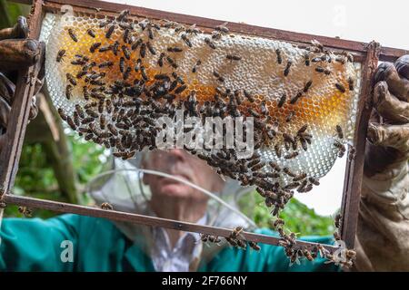 Imker untersucht Rahmen aus Hive, Großbritannien Stockfoto