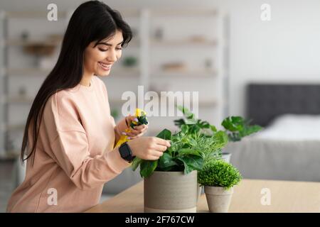 Frau sprüht Hauspflanze mit reinem Wasser aus Sprühflasche Stockfoto