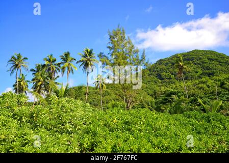 Tropische Landschaft mit Kokospalmen in der Nähe des Strandes Petite Anse auf der Insel La Digue, Indischer Ozean, Seychellen. Stockfoto
