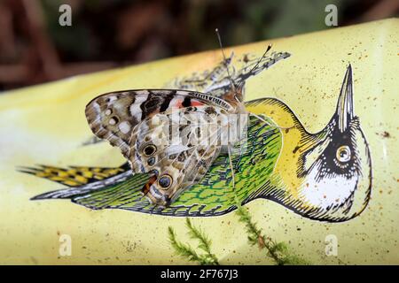 Ein neu angekommener Migrant, der Schmetterling der gemalten Dame, Vanessa cardui, sonne sich auf einer ausrangierten Apfelkanne des Spechts. Stockfoto