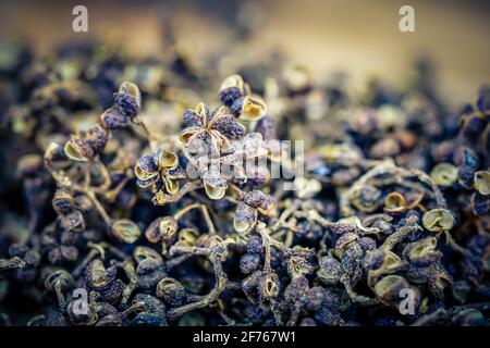 Andaliman Pfeffer auf Olivenholz Stockfoto