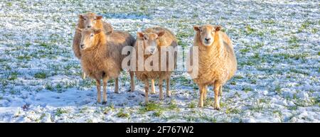 Gruppe von Schafen auf den Cotswolds im Winter - Hintergrund Bannerbild Stockfoto