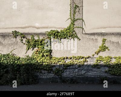 Grüner Efeu an der Fassade Stockfoto