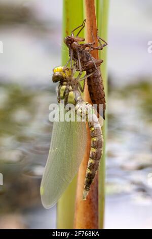 Der südliche Falke (Aeshna cyanea) ist neu aus Larvenhaut in Großbritannien hervorgegangen Stockfoto