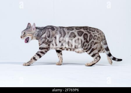 Silver Bengal Cat im Studio Stockfoto