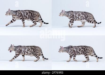 Silver Bengal Cat im Studio Stockfoto