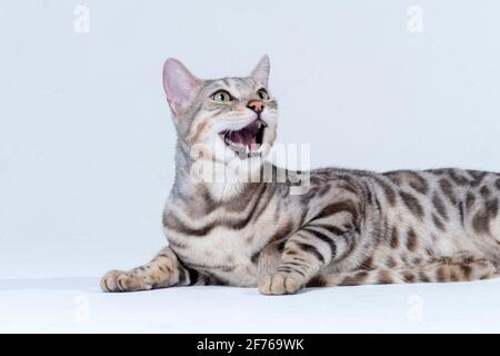 Silver Bengal Cat im Studio Stockfoto