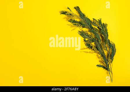 Ast von Acacia dealbata, der silberne Wattle, der blaue Wattle und die Mimose isoliert auf gelbem Hintergrund. Frühlings-Feier-Konzept-Banner mit Kopierfläche Stockfoto