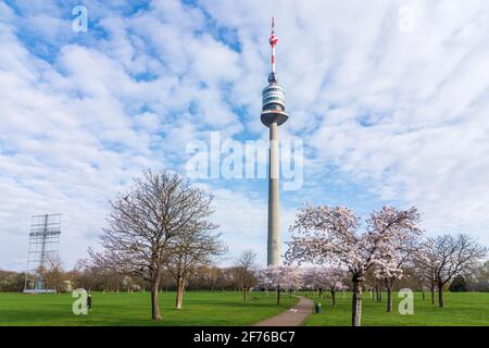 Wien, Wien: Kirschbaumblüte im Park Donaupark, Donauturm 22. Donaustadt, Wien, Österreich Stockfoto