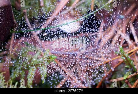 Tautropfen auf Spinnennetz auf Waldboden aus der Nähe Stockfoto