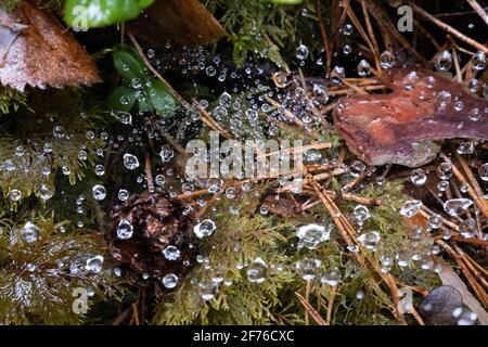 Tautropfen auf Spinnennetz auf Waldboden aus der Nähe Stockfoto