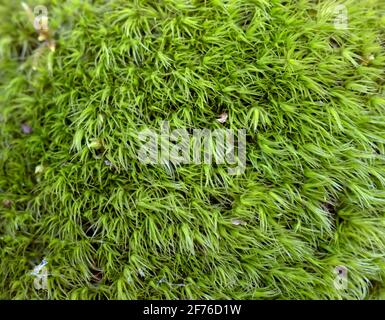 Zypressenblättriger Palit-Moos Hypnum cupressiforme Hedw. In Nahaufnahme Stockfoto