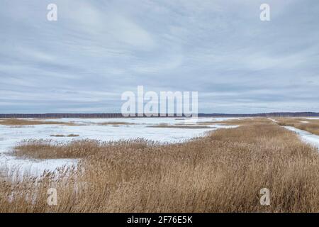 Winterlandschaft mit einem entwickelten Moorsee. Stockfoto