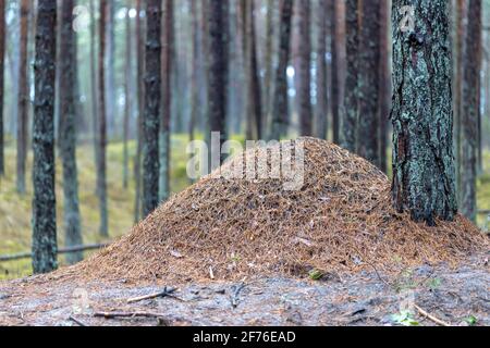 Großer Ameisenhaufen im Wald. Großer Ameisenhaufen mit Ameisenkolonie im Wald Stockfoto