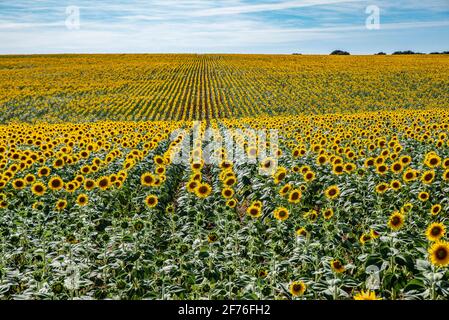 Landwirtschaftliches Feld mit gelben Sonnenblumen gegen den Himmel mit Wolken Stockfoto